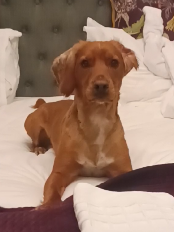 @🐕Mountain Bertie 🐕