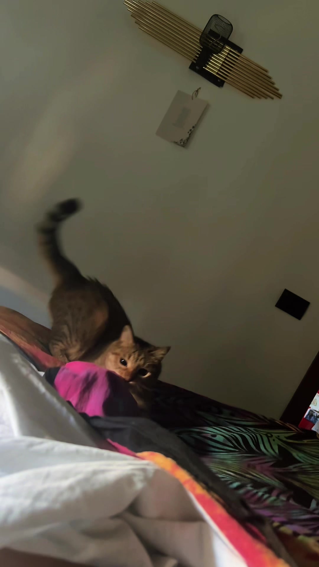@Life with Kokoro the cat
