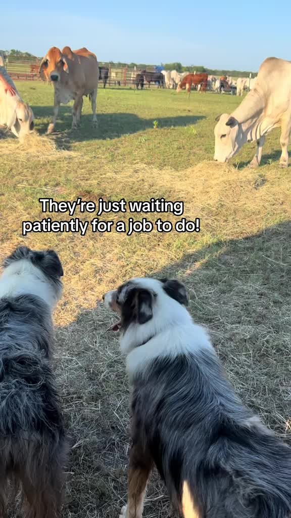 @The V6 Ranch