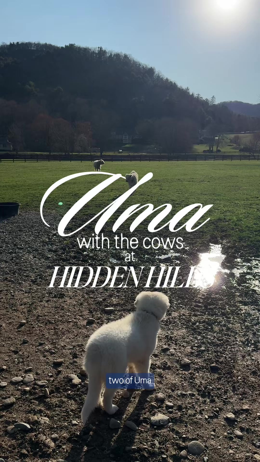 @hiddenhillsequestrian