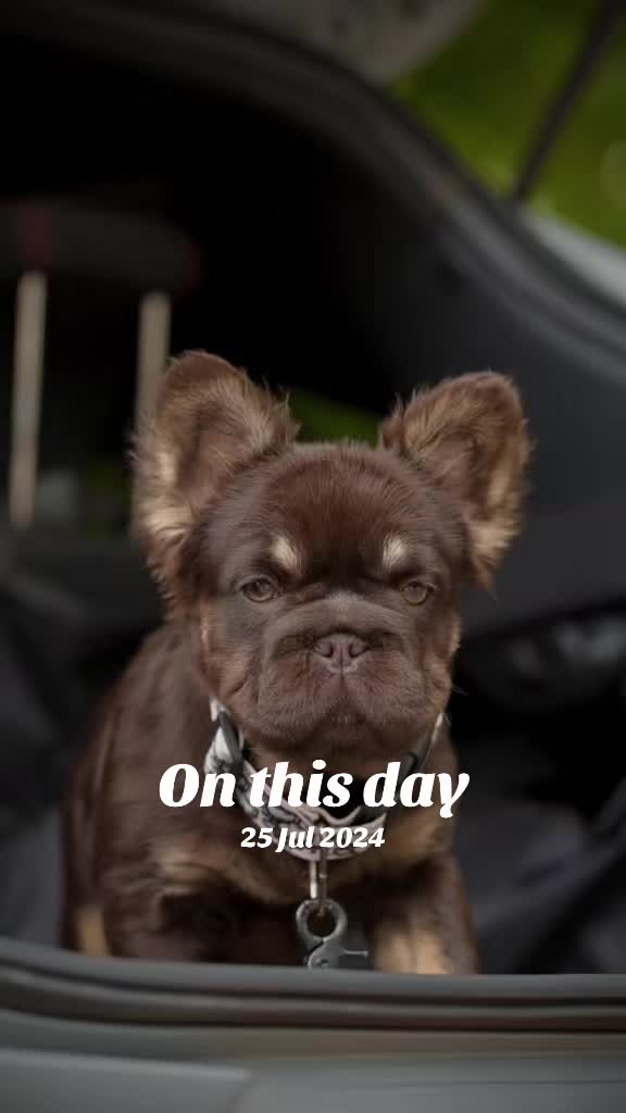 @DynastyKennels
