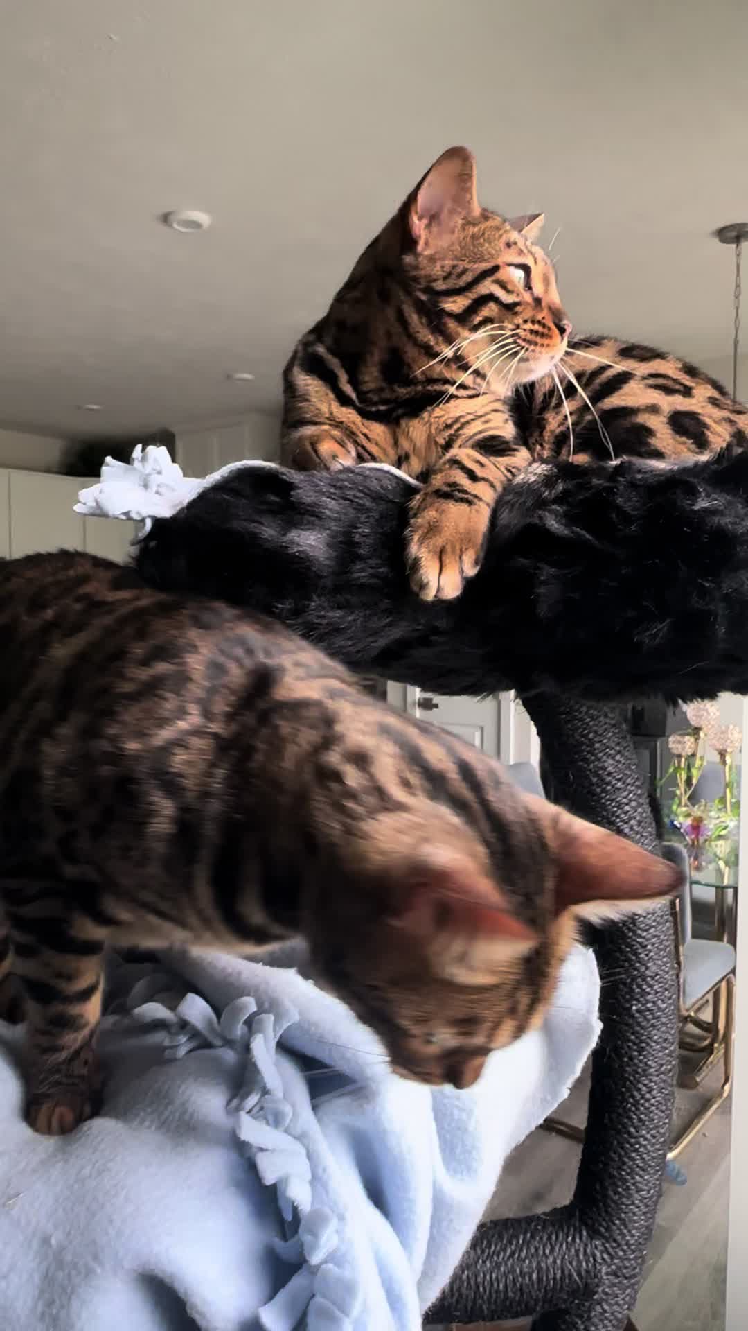 @Tiny Leopard Cats