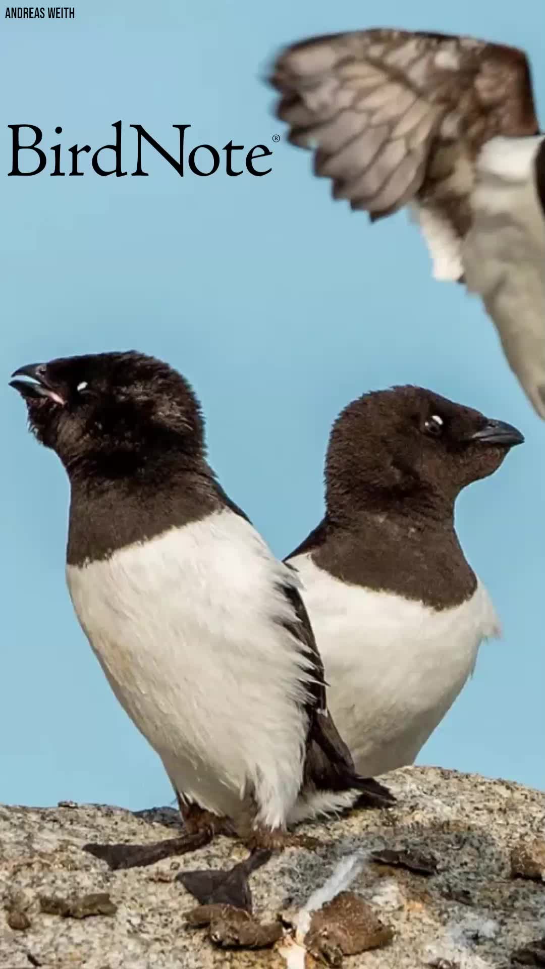 @BirdNote
