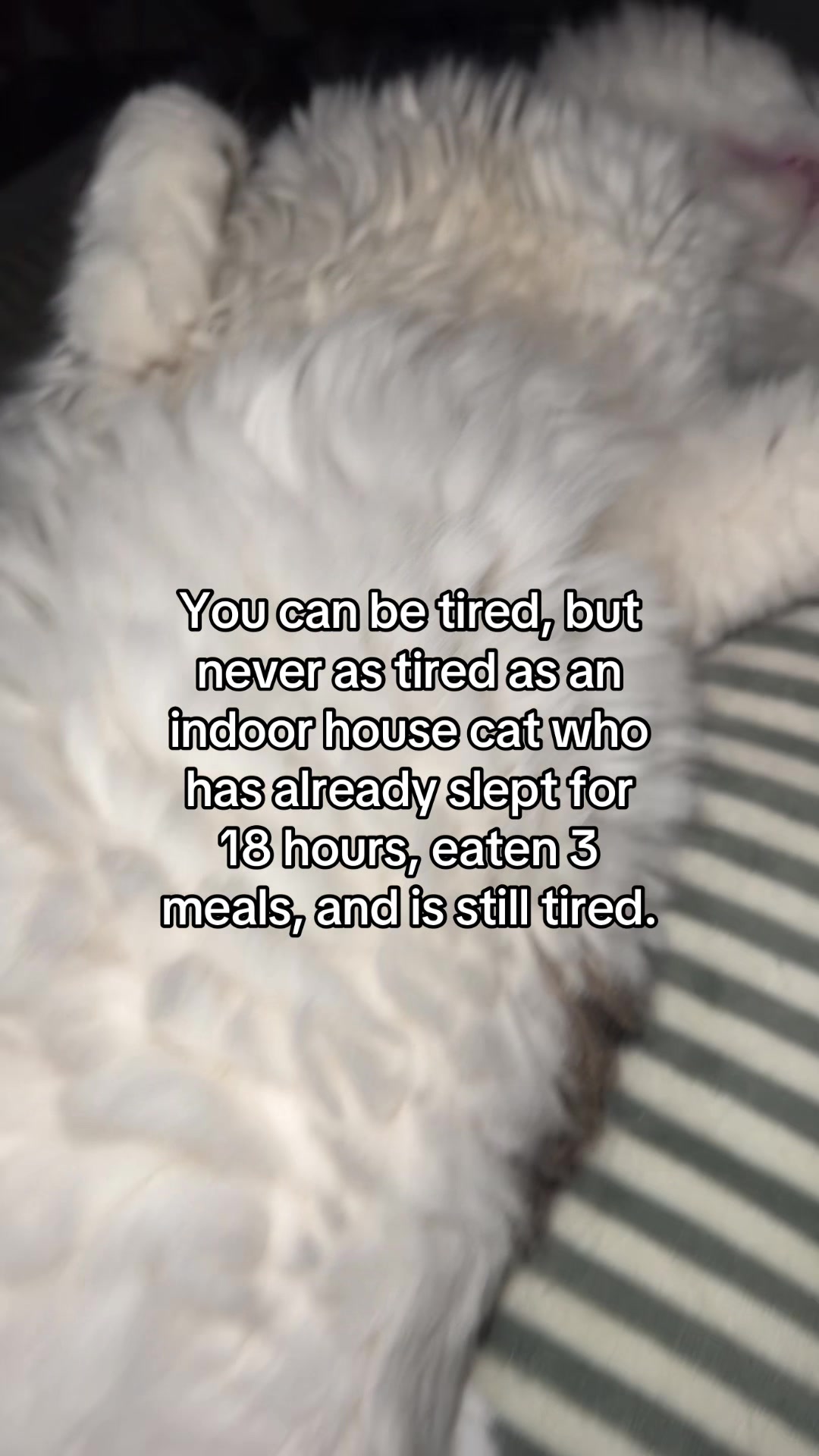 @thedancingcats13