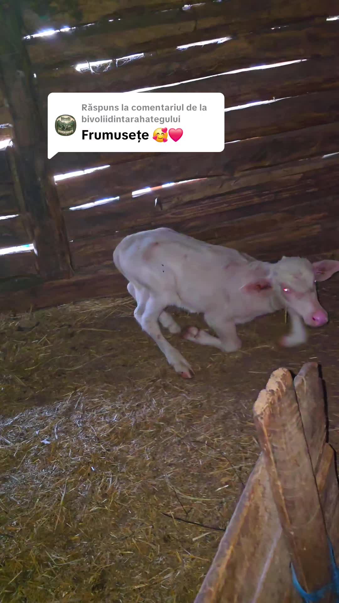 @Viața Satului Bihorean🌏