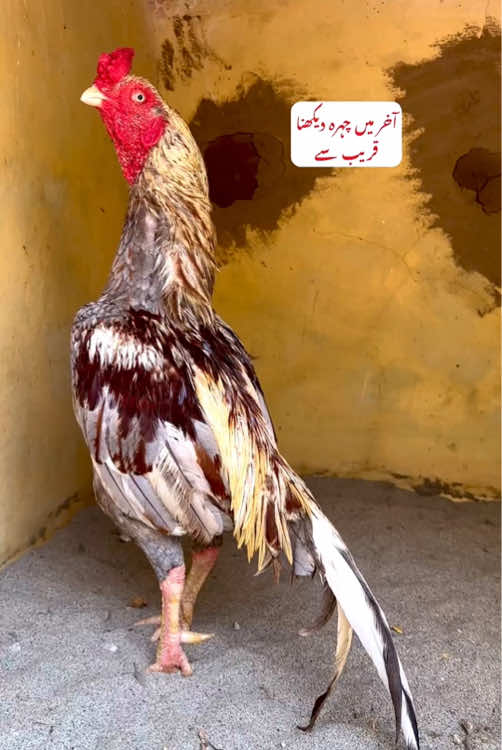 @Poultry Markaz