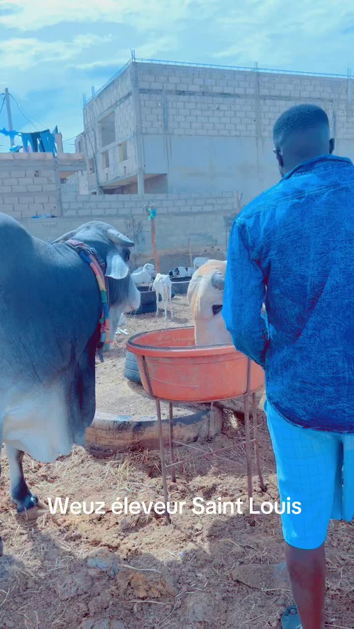 @Weuz🐄&Eacute;leveur saint Louis ❤️