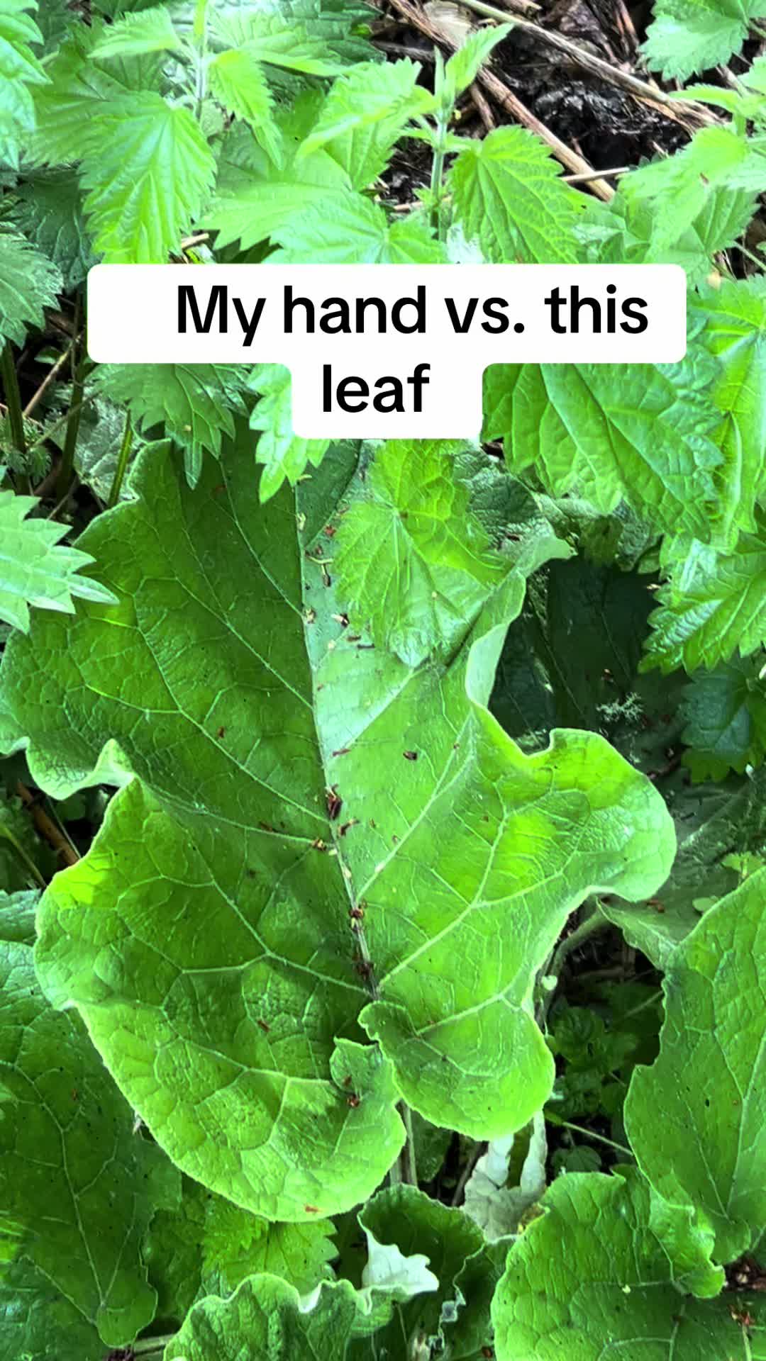 @healingheartsholistics