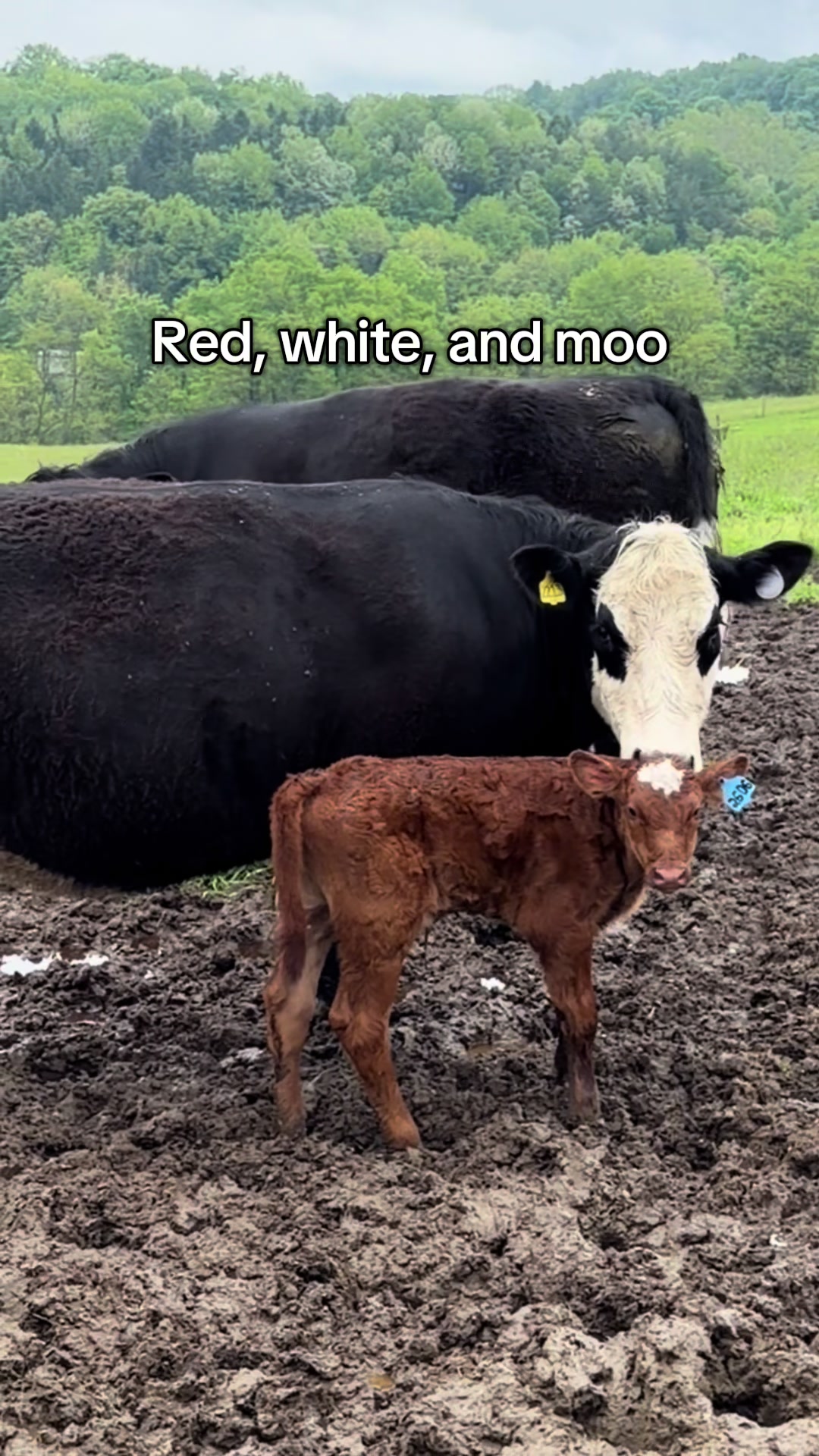 @Strong Family Farms
