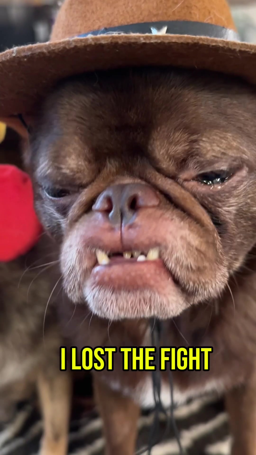 @ChilliThePug