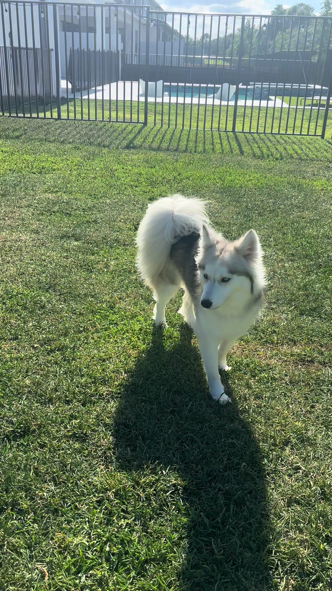 @lifewith2huskies