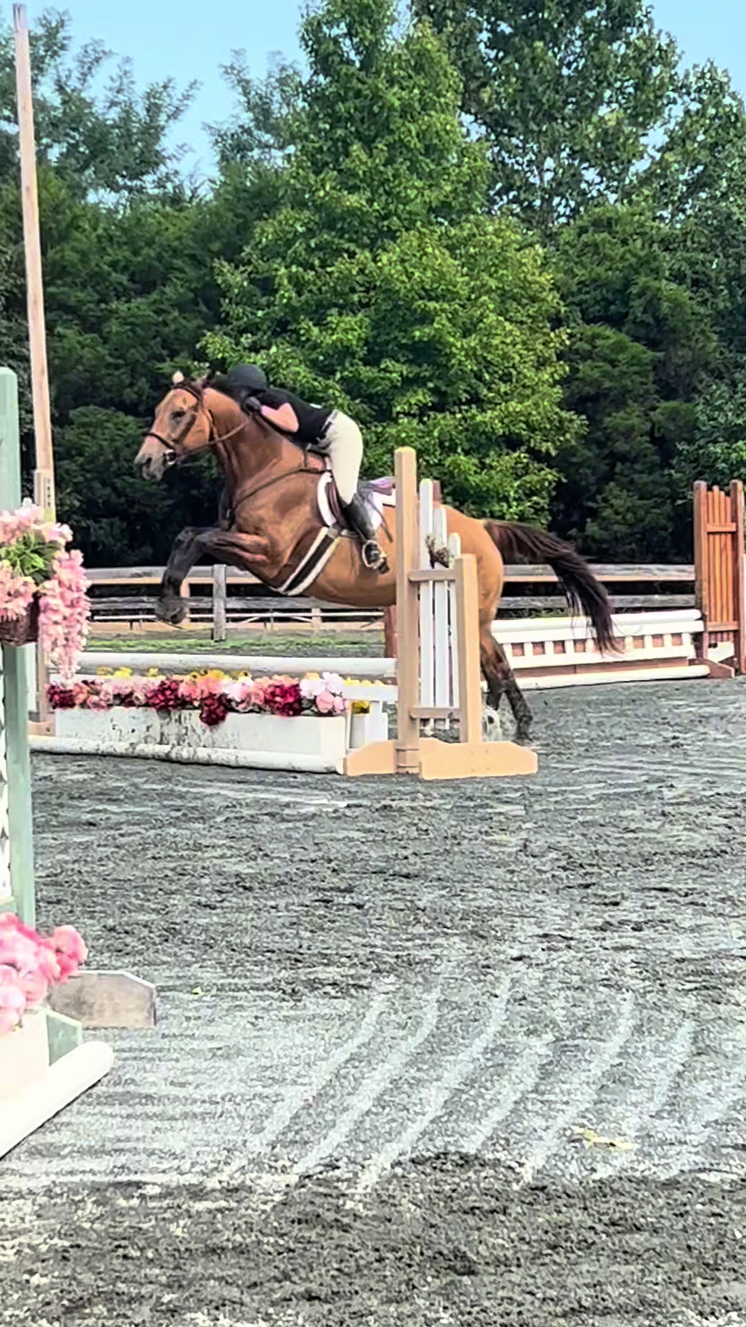 @Aftyn 🐎