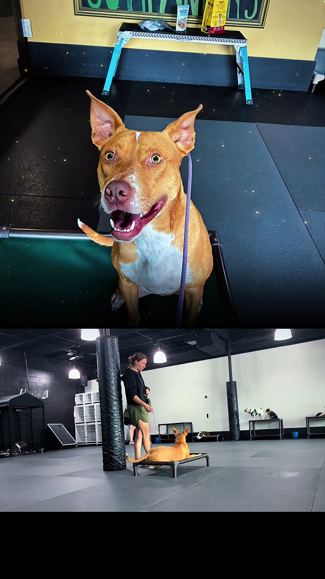 @Cordial Canine