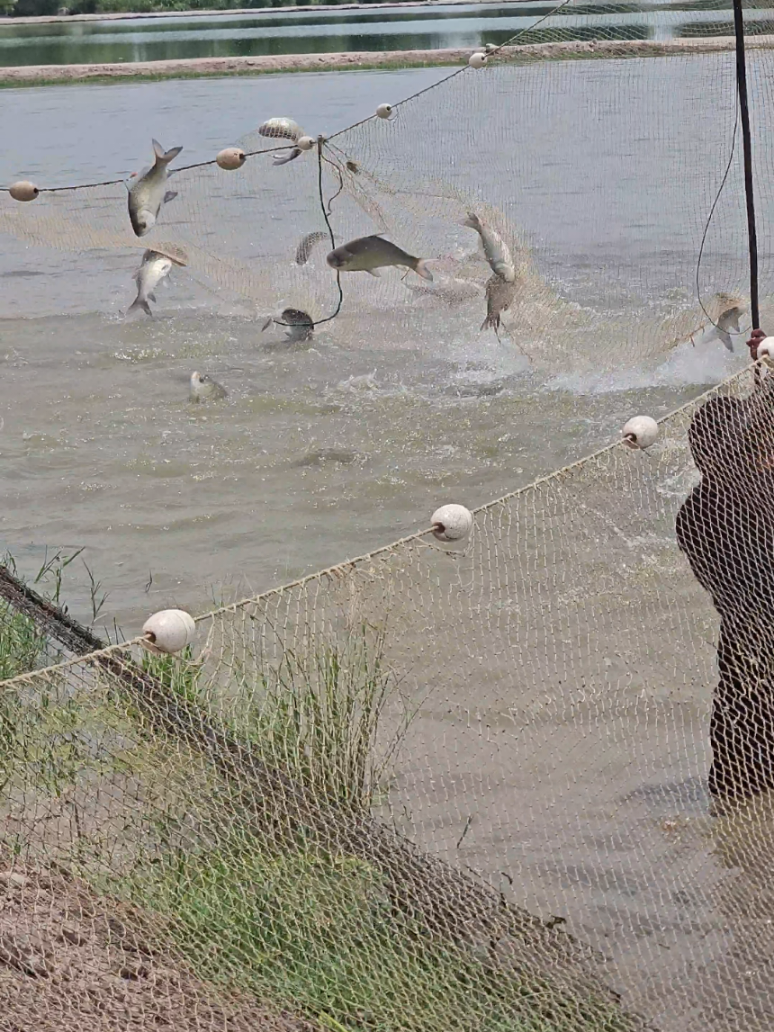 @fish catching video