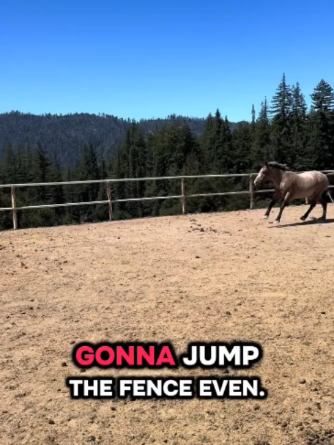 @Horses TikTok