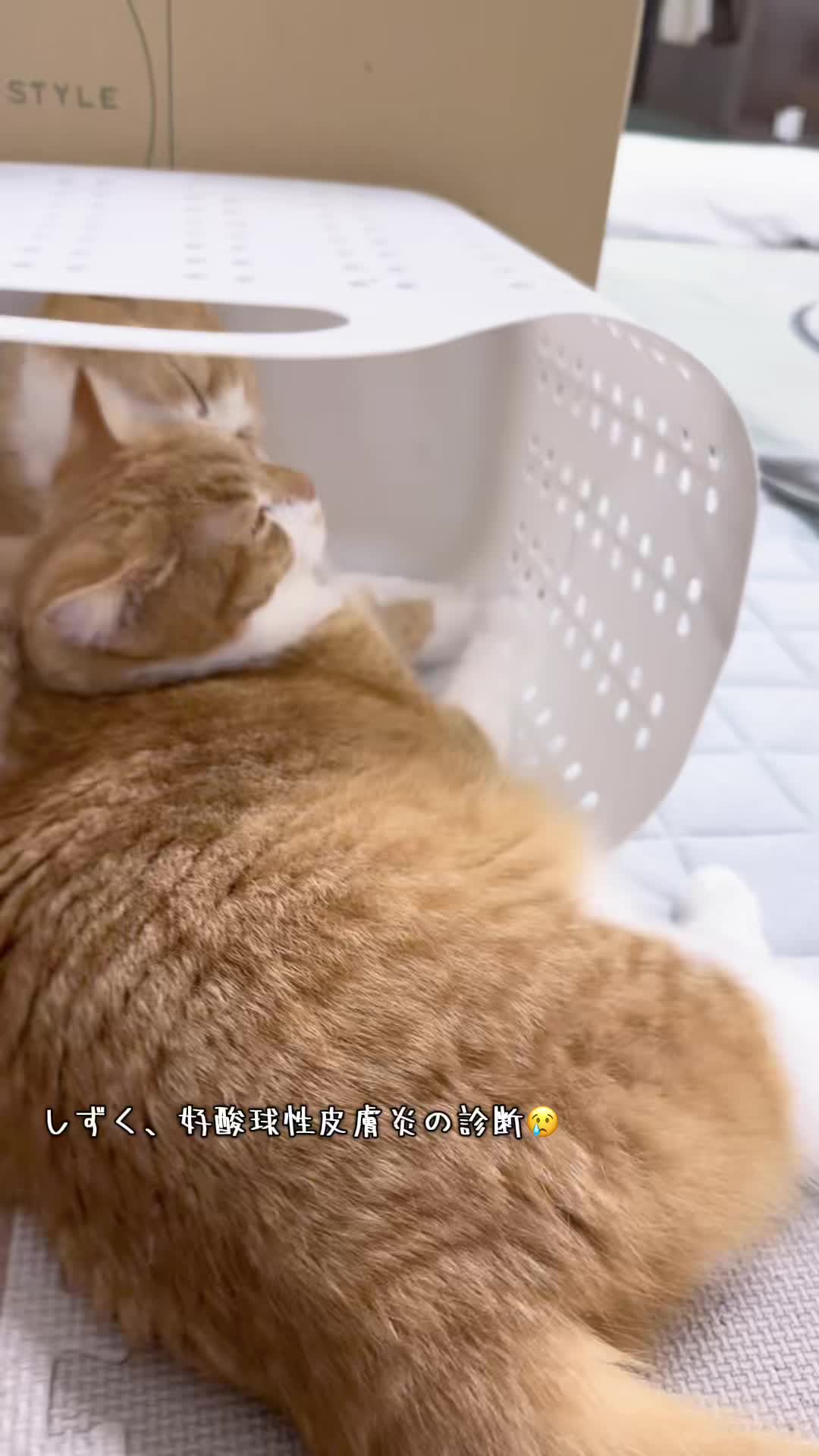 @マロン