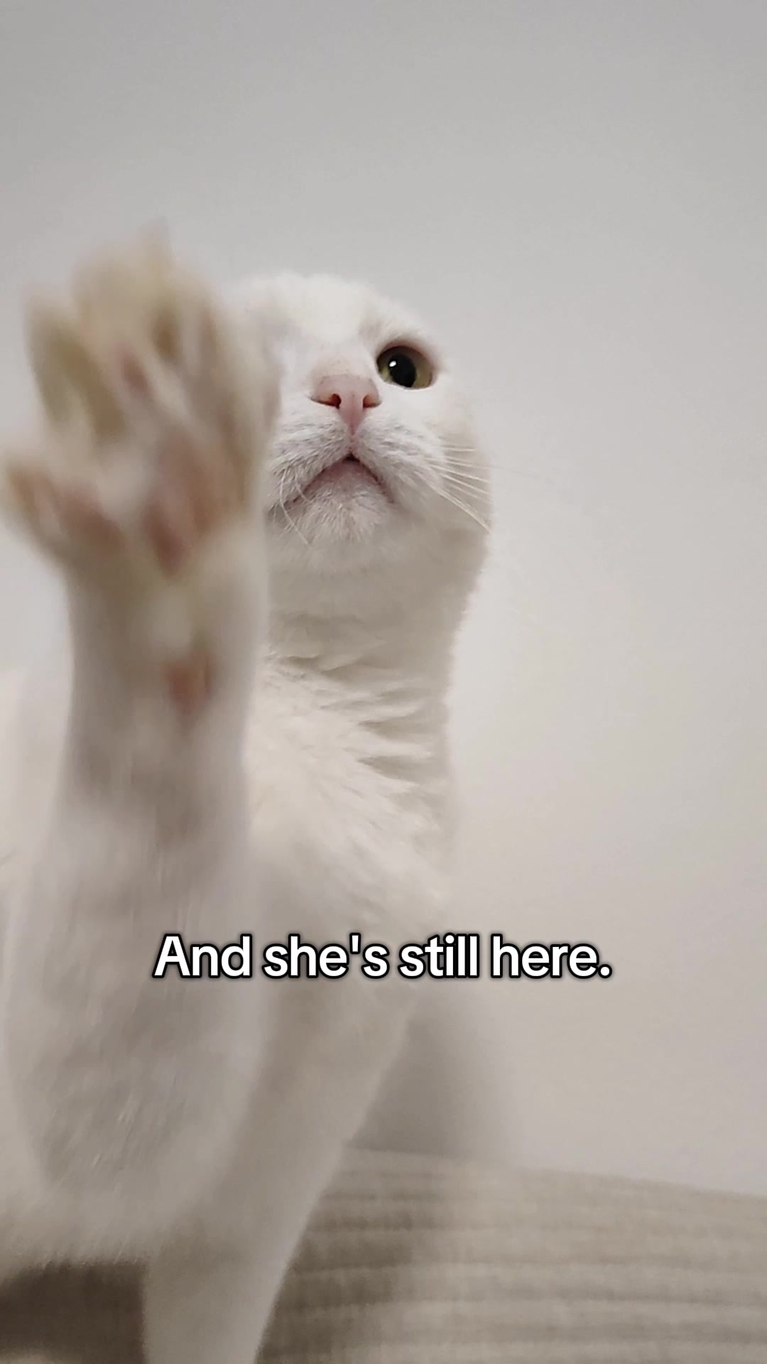 @Fluffy and Pixie