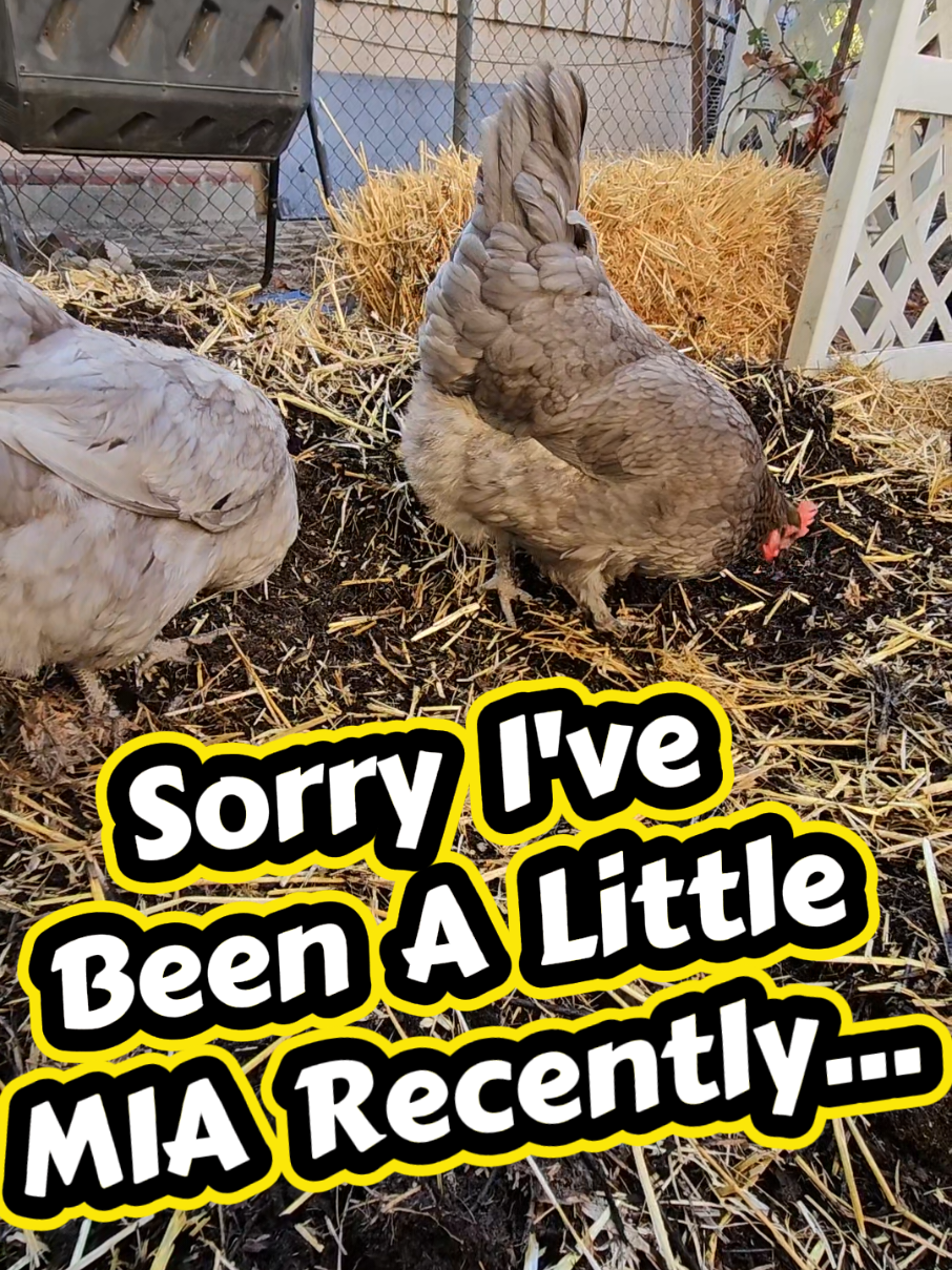 @The Ten Hens
