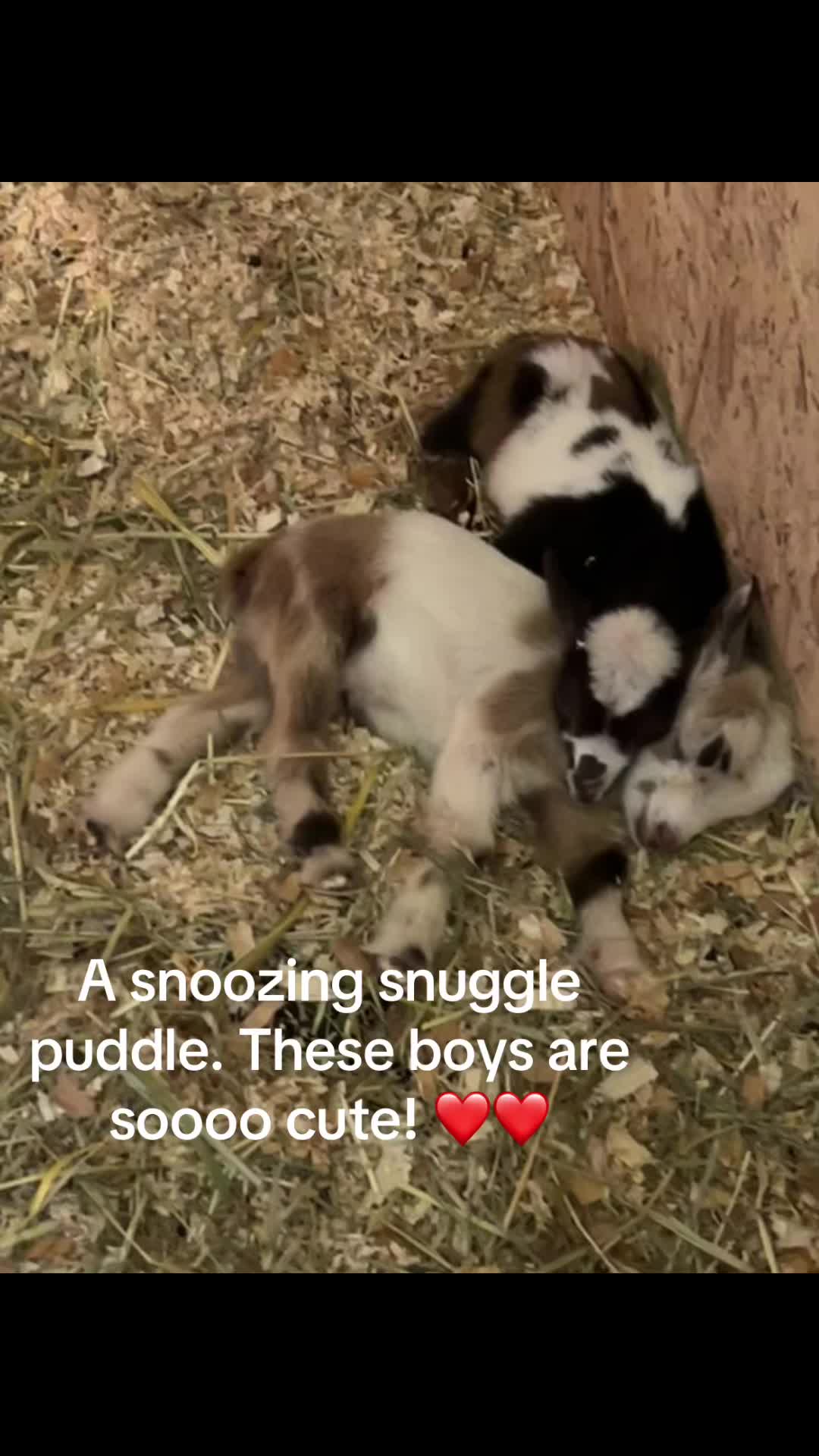 @WollamFarm