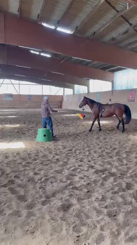 @Nebel Performance Horses