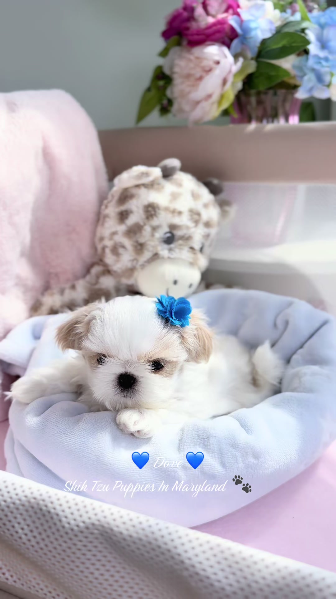 @Shih Tzu Puppies in Maryland