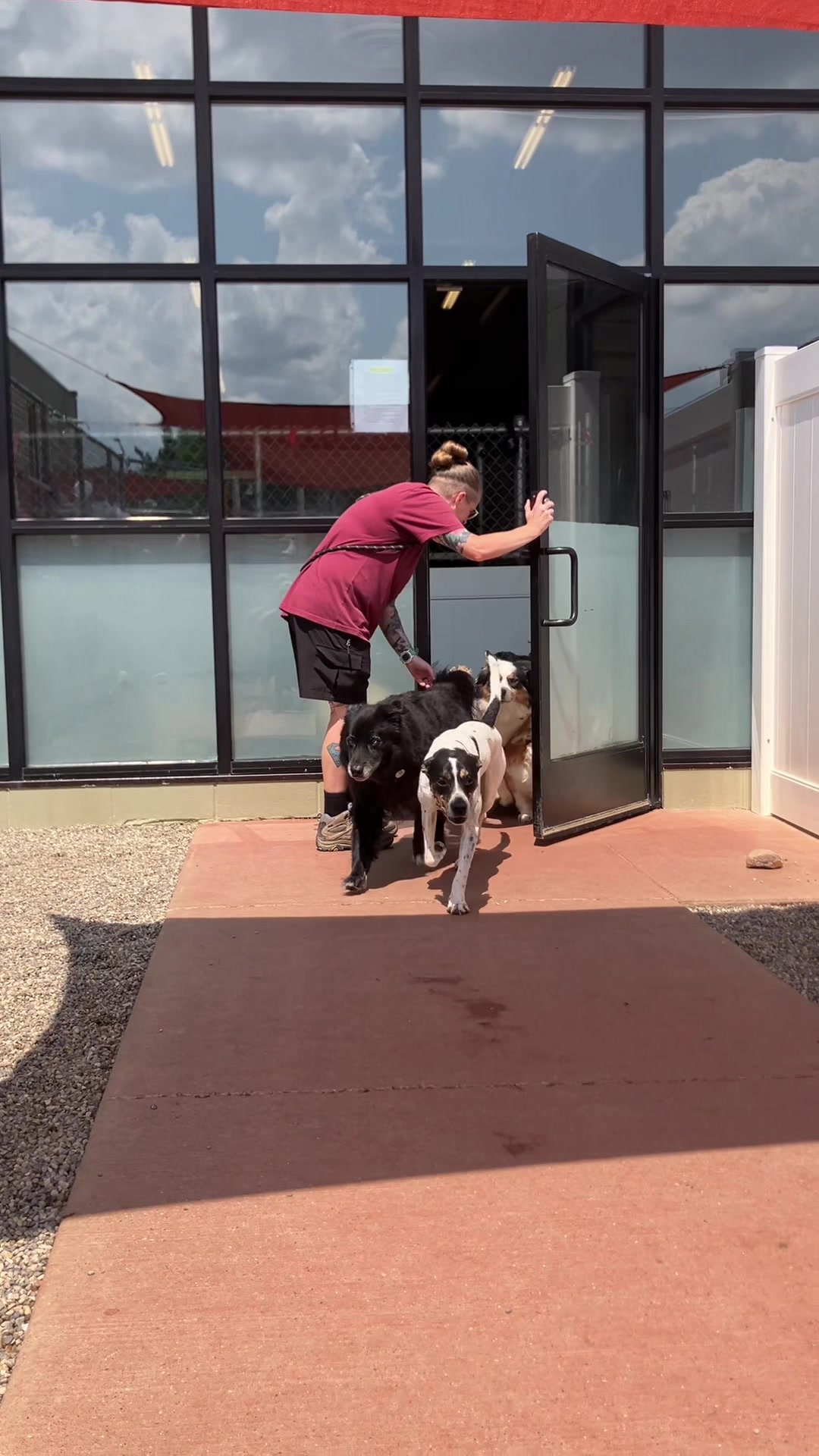 @Doggieinthewindow