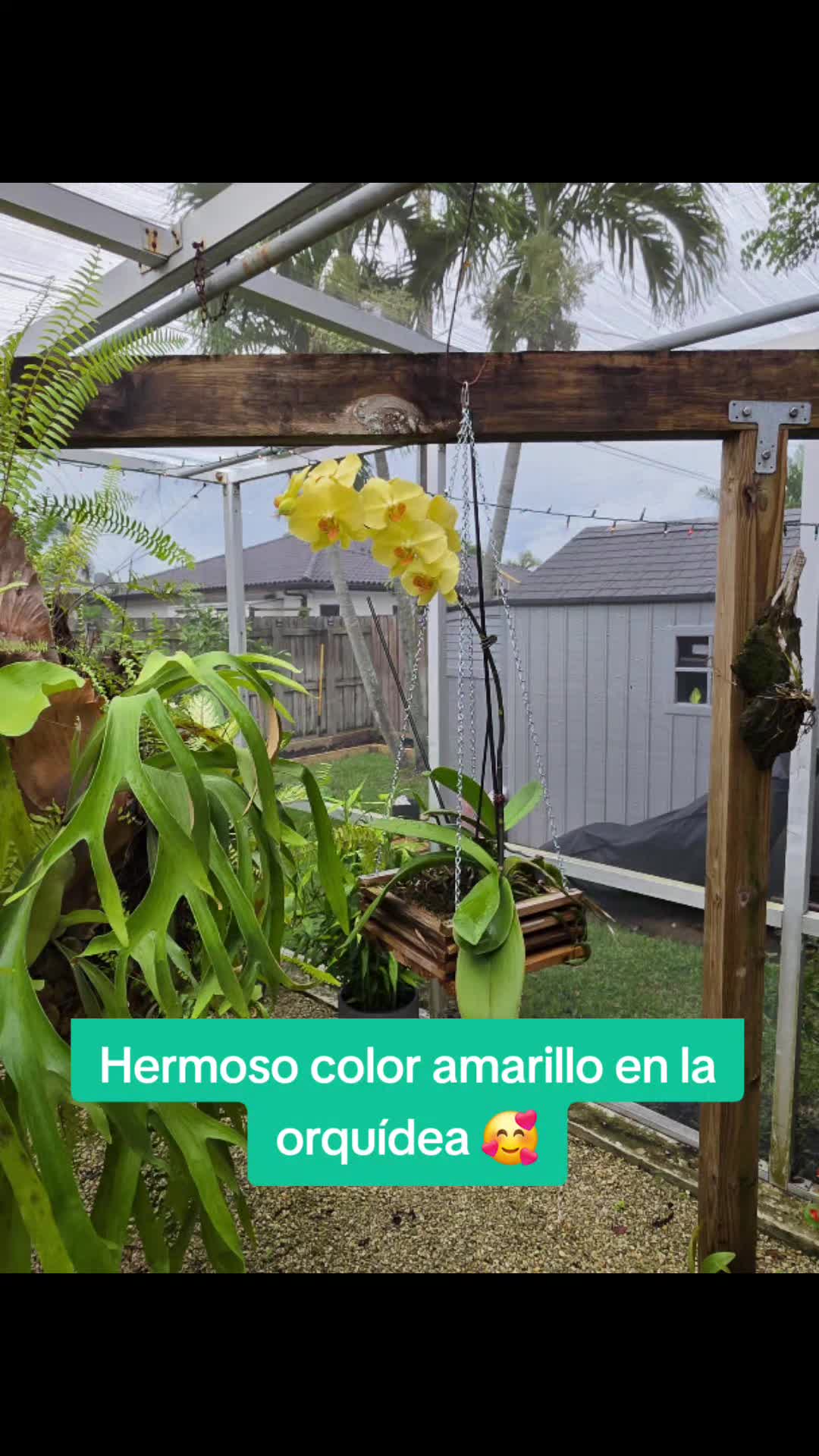 @Rosa