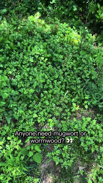@🍄