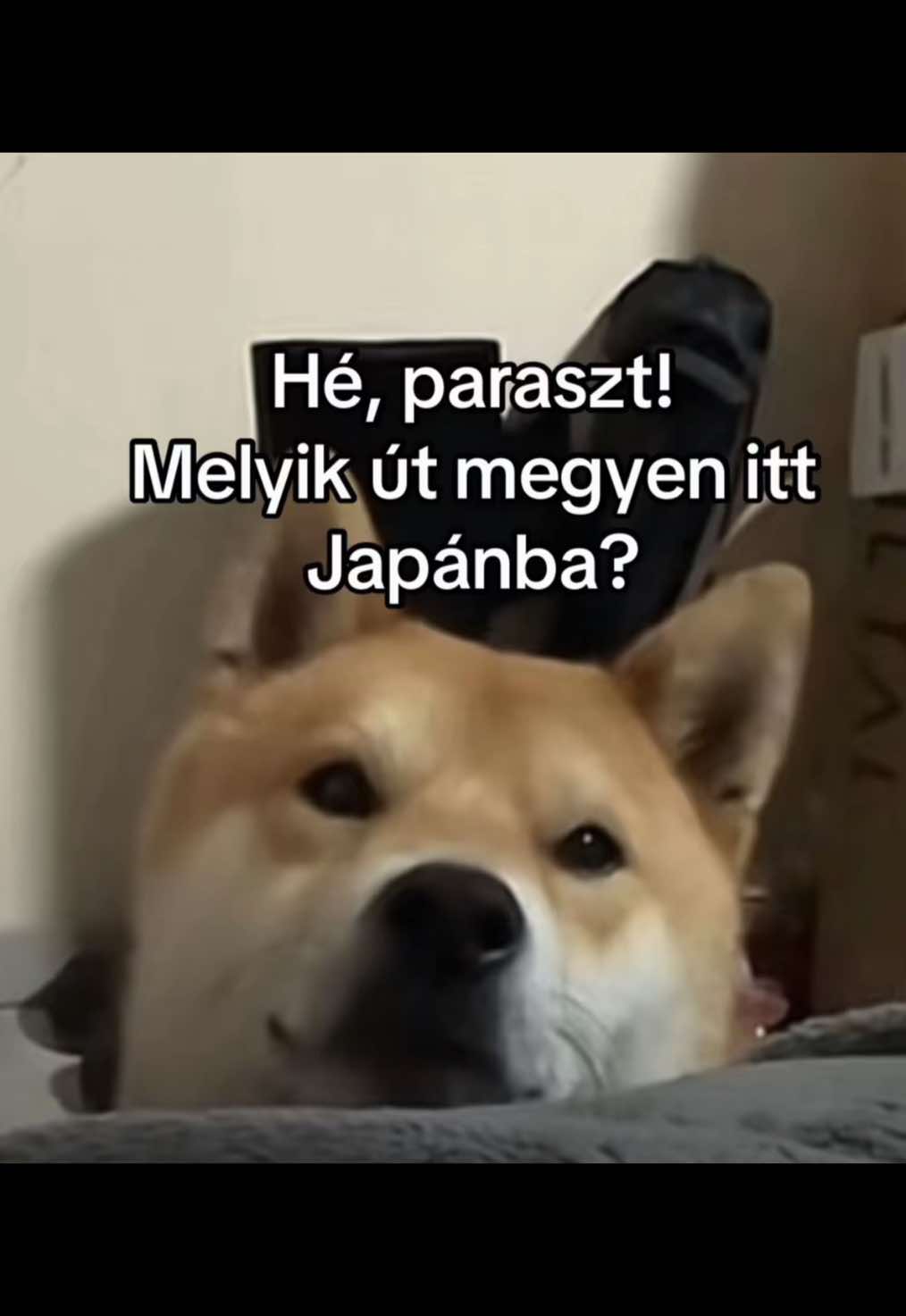 @kicsike