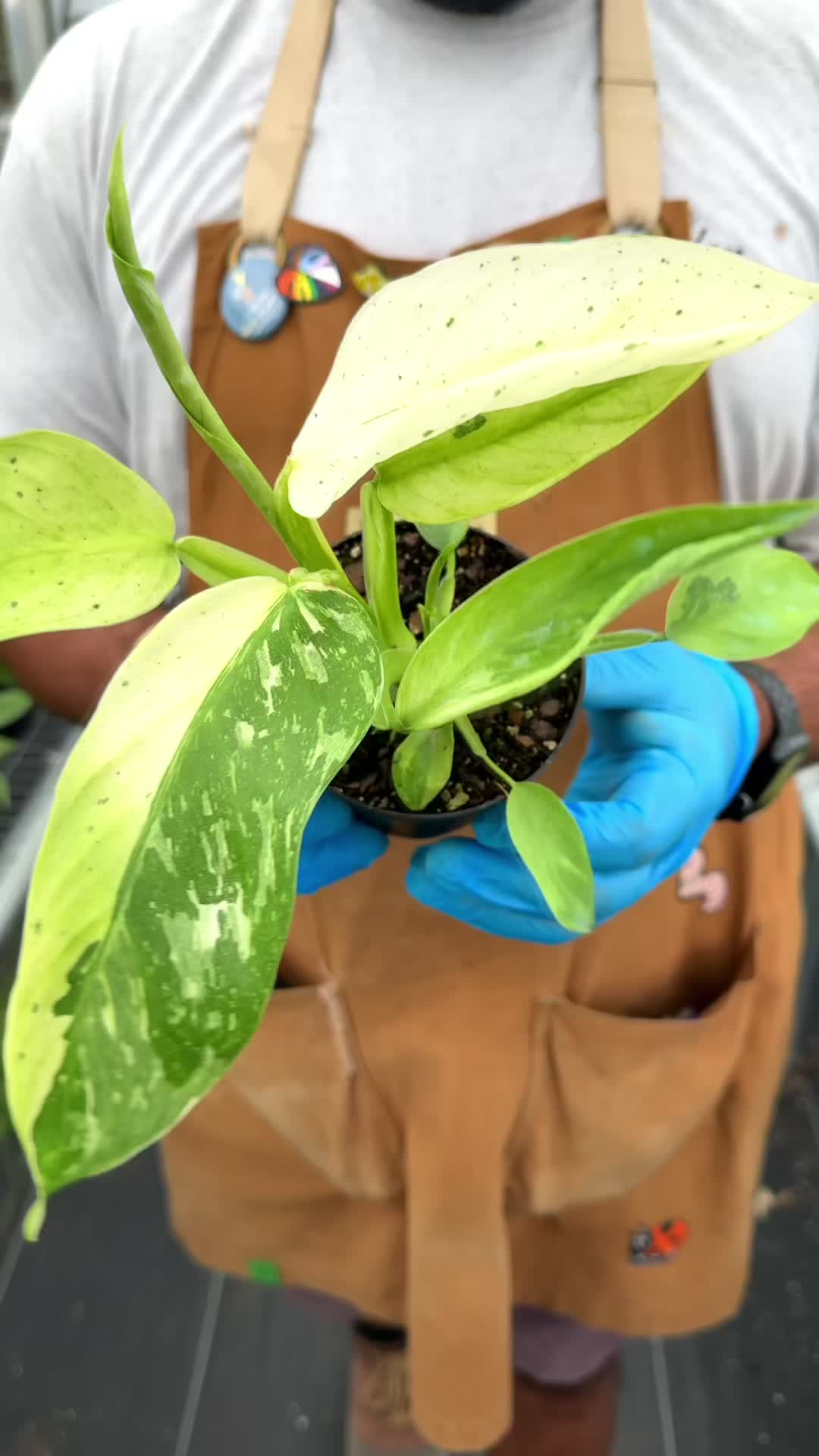 @BWH Plant Co