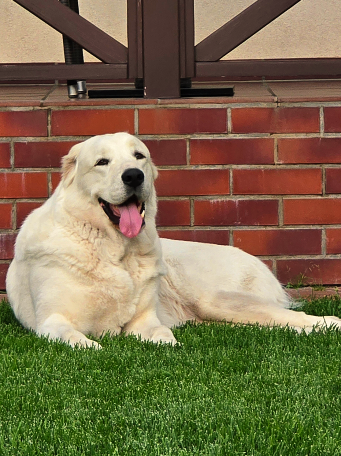 @ABELHAYATKENNEL