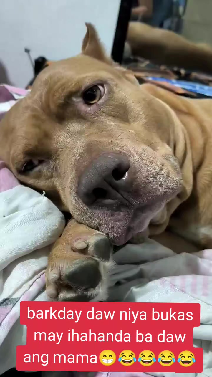 @ISKO THE PITBULL