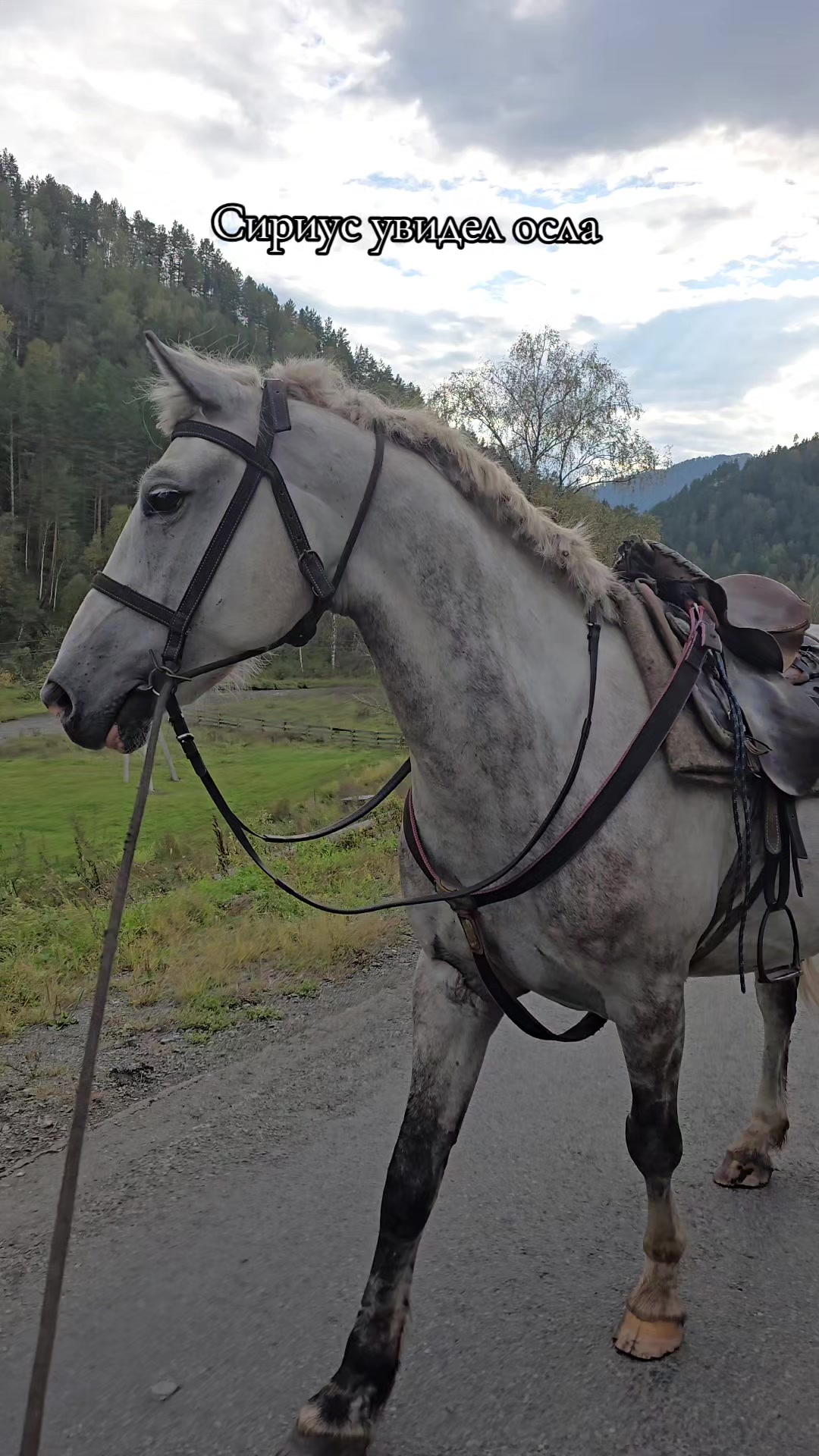 @tg: altaihorses