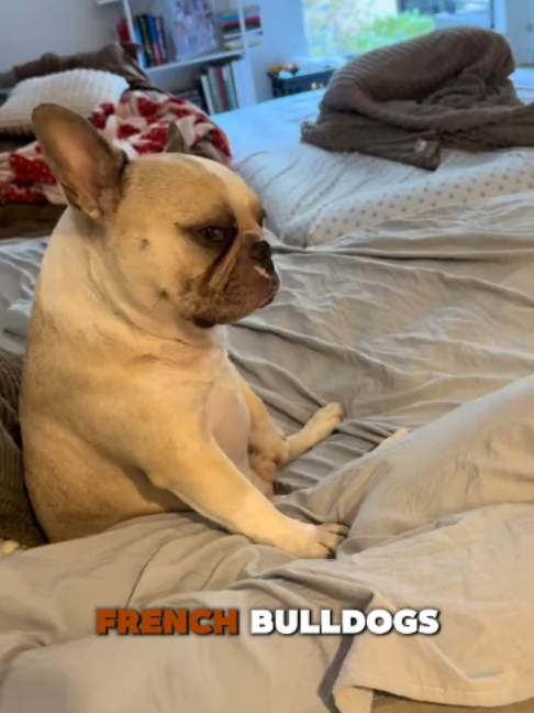 @PawblemsDaily