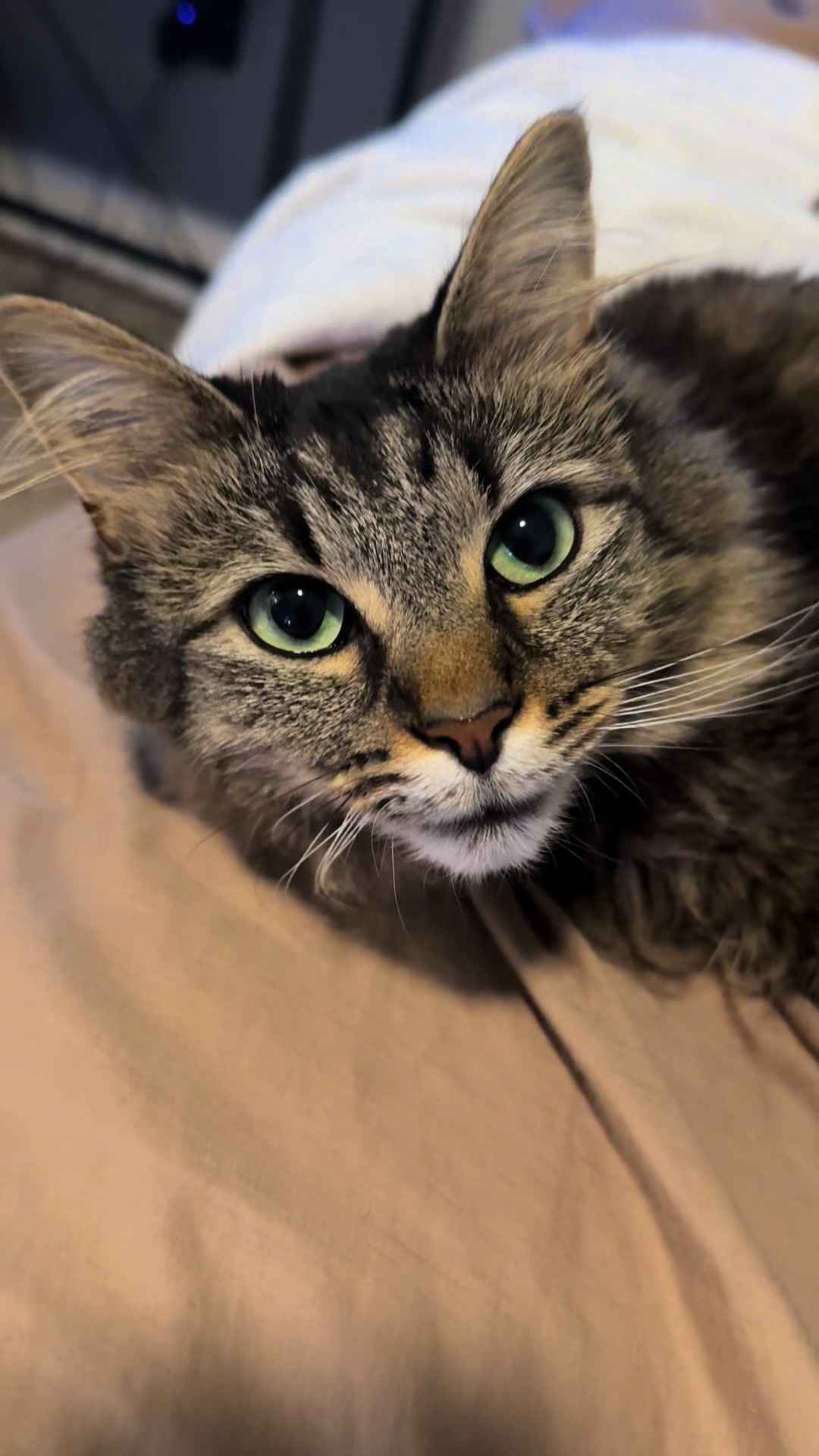 @RoxySnowballCatDrama