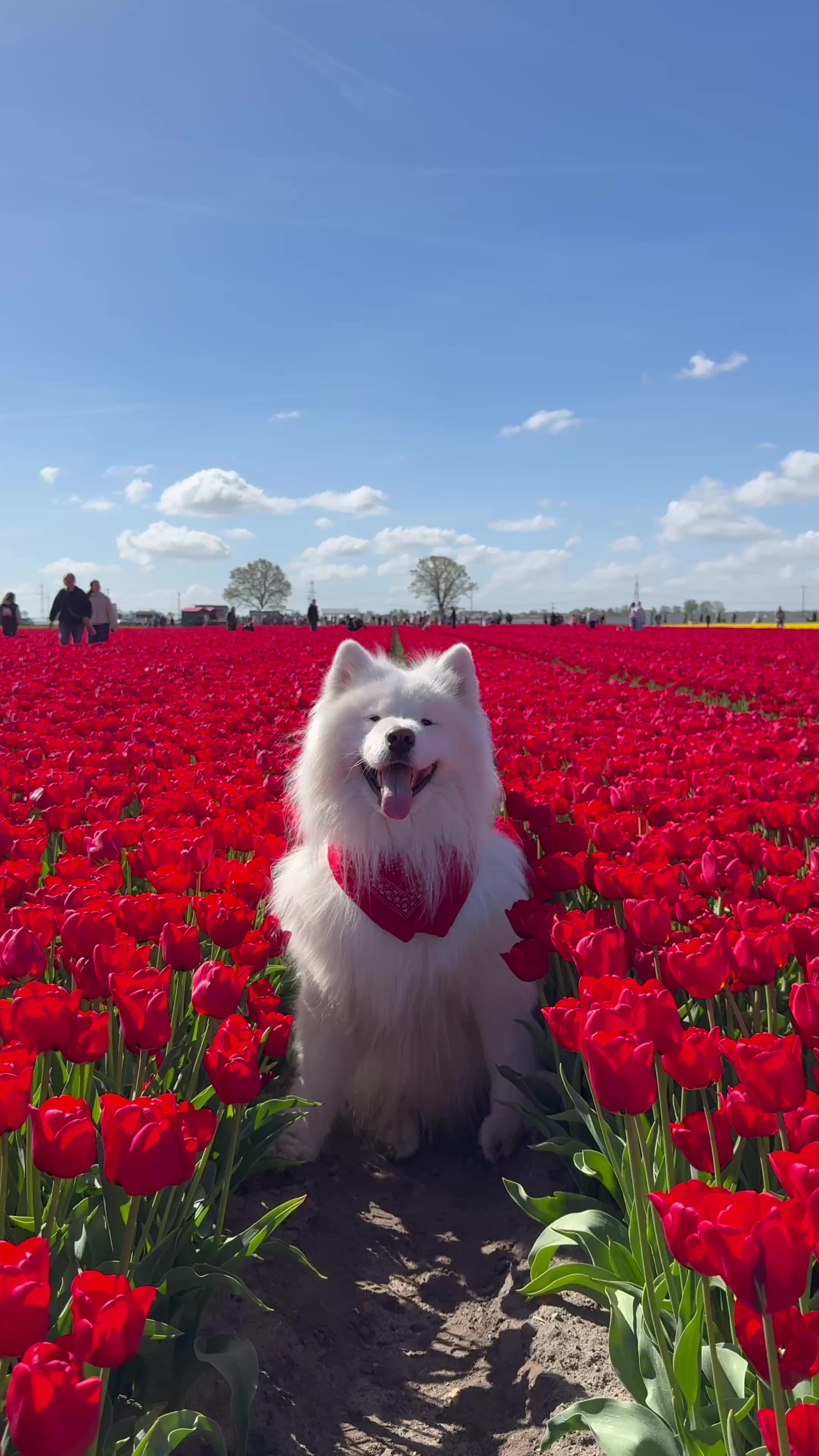 @wanderlust_samoyed