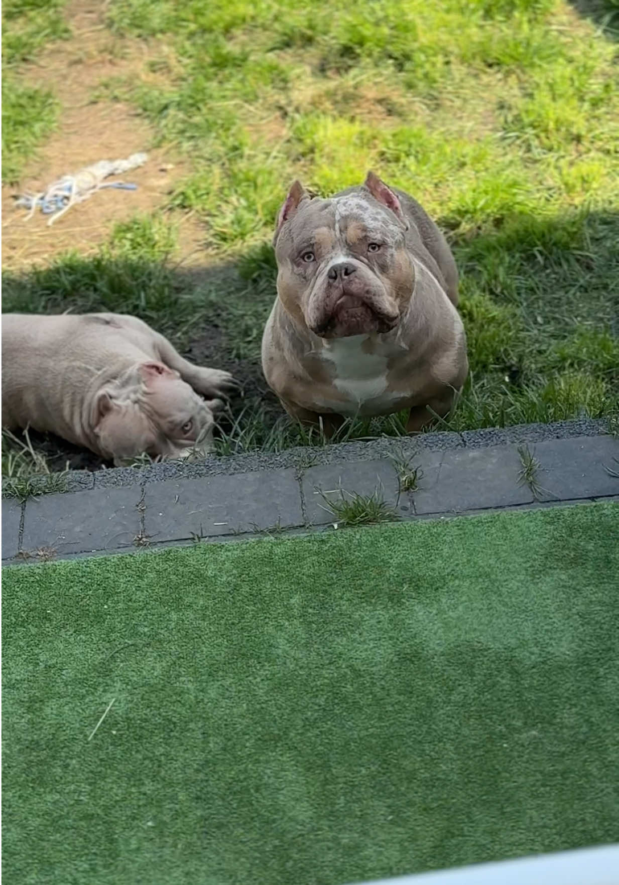 @TWO_BULLY