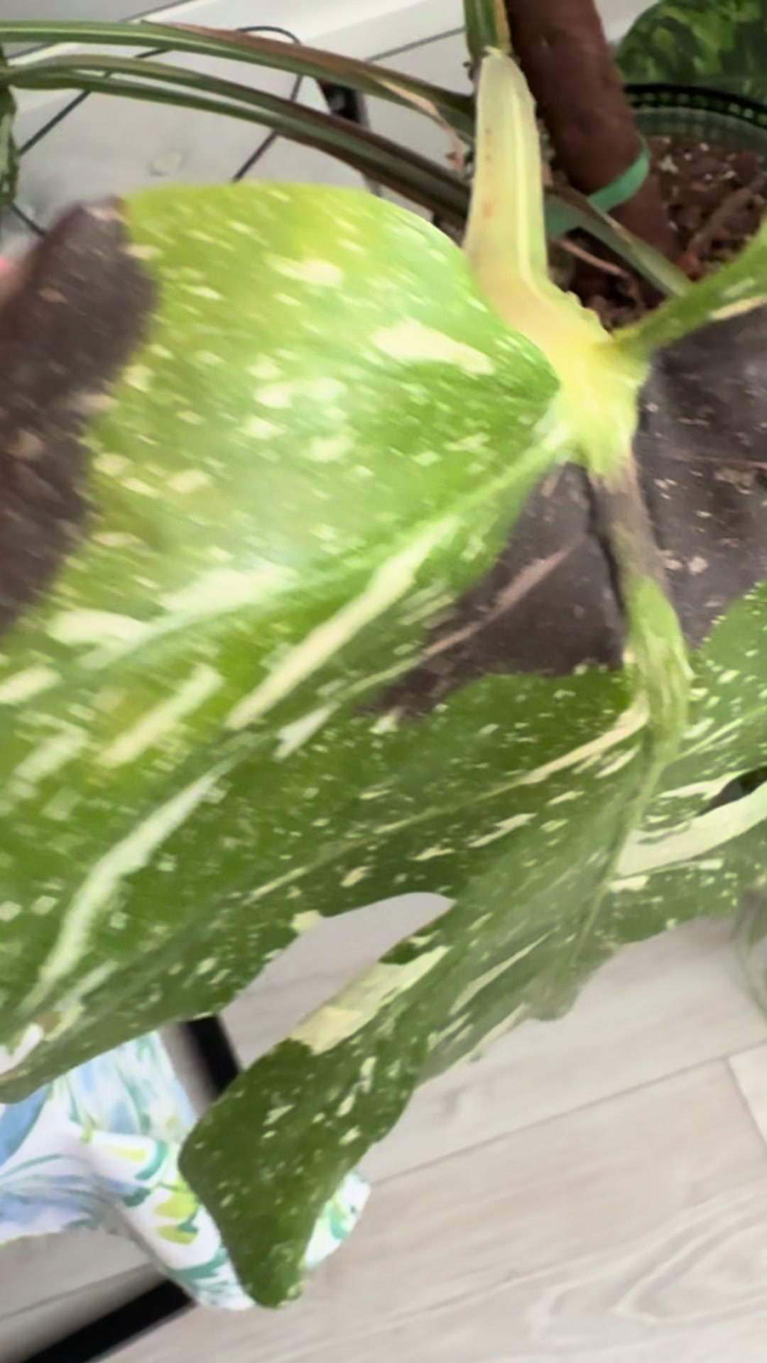 @maciej.plants