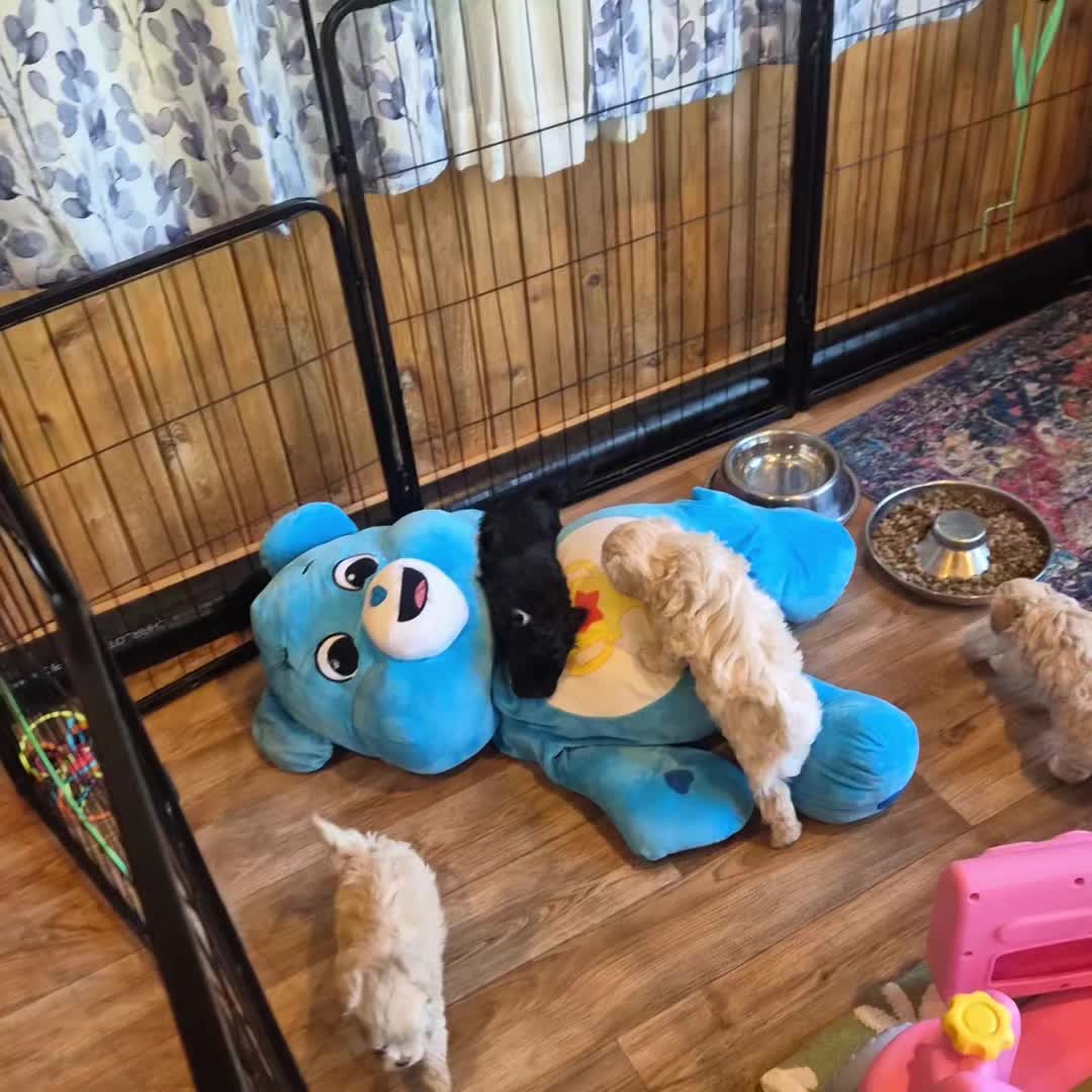 @Barb's Precious Pups