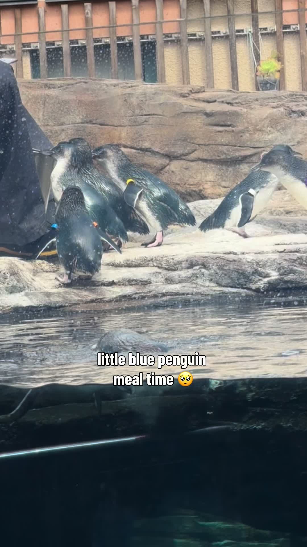 @daily dose of animals 🐾🦁🐬🦎