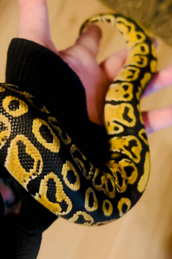 @Elliott Exotics