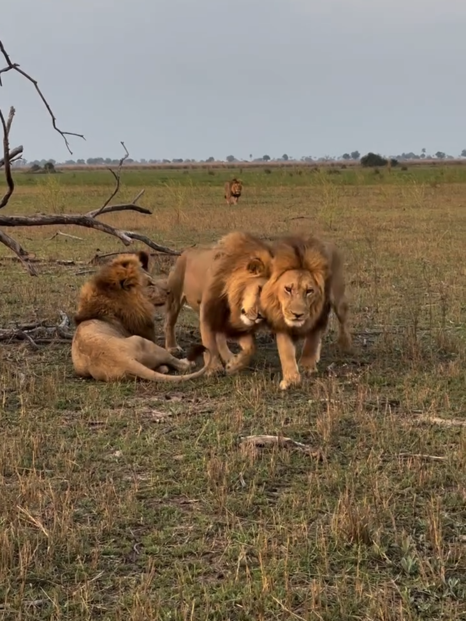 @Lion Sightings