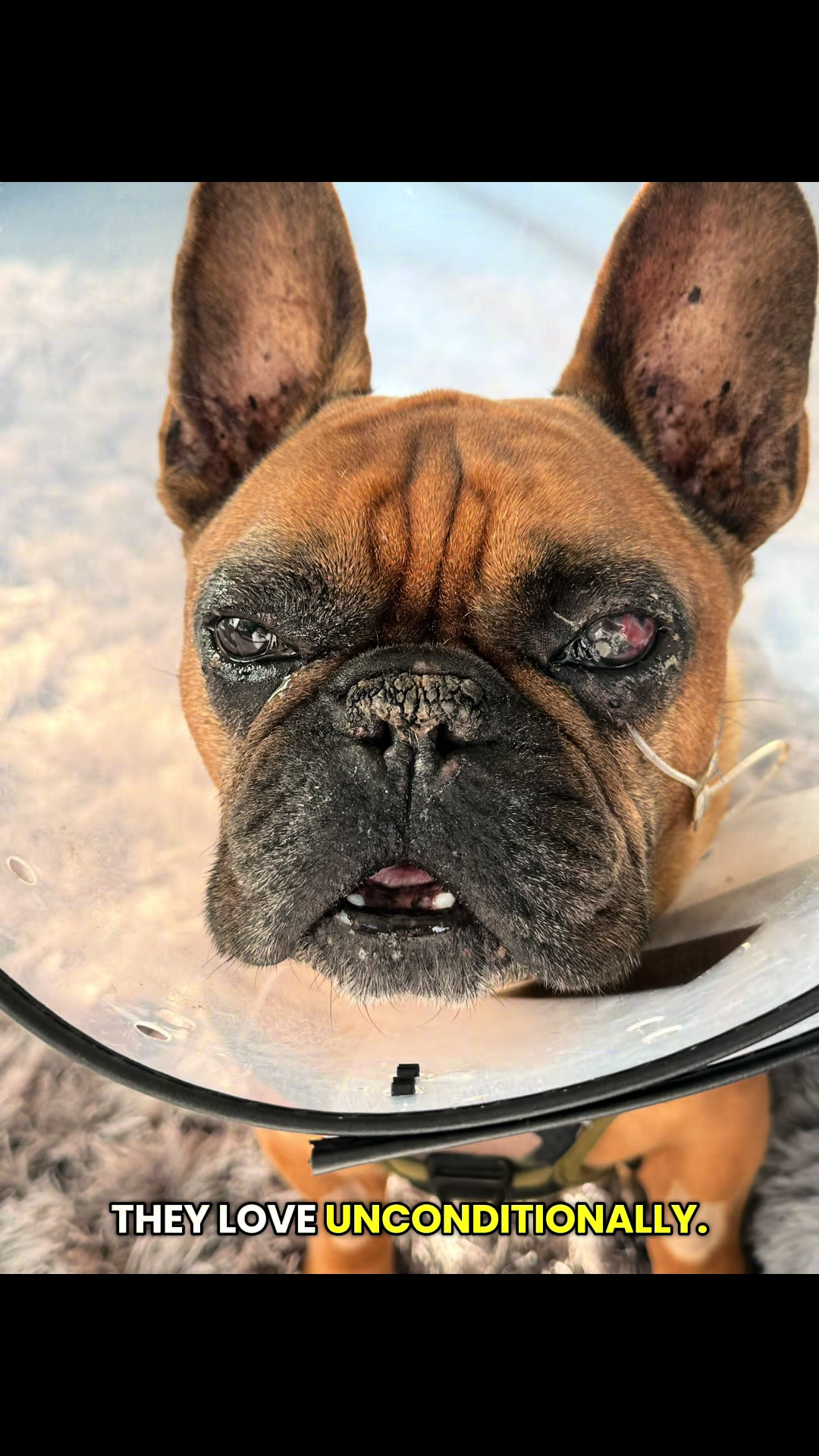 @Bertie The Frenchie