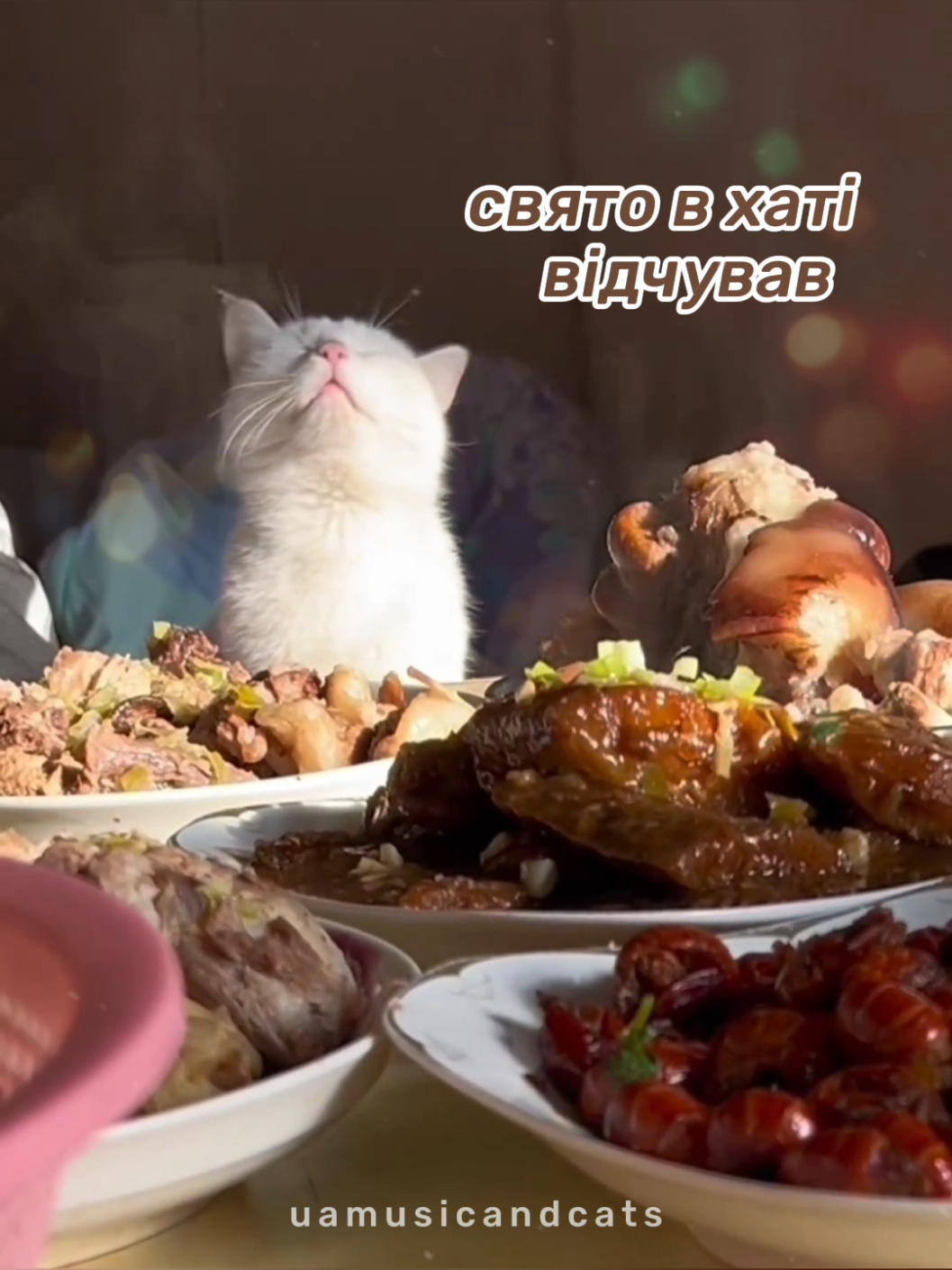 @🎧 музика і котики 🐱