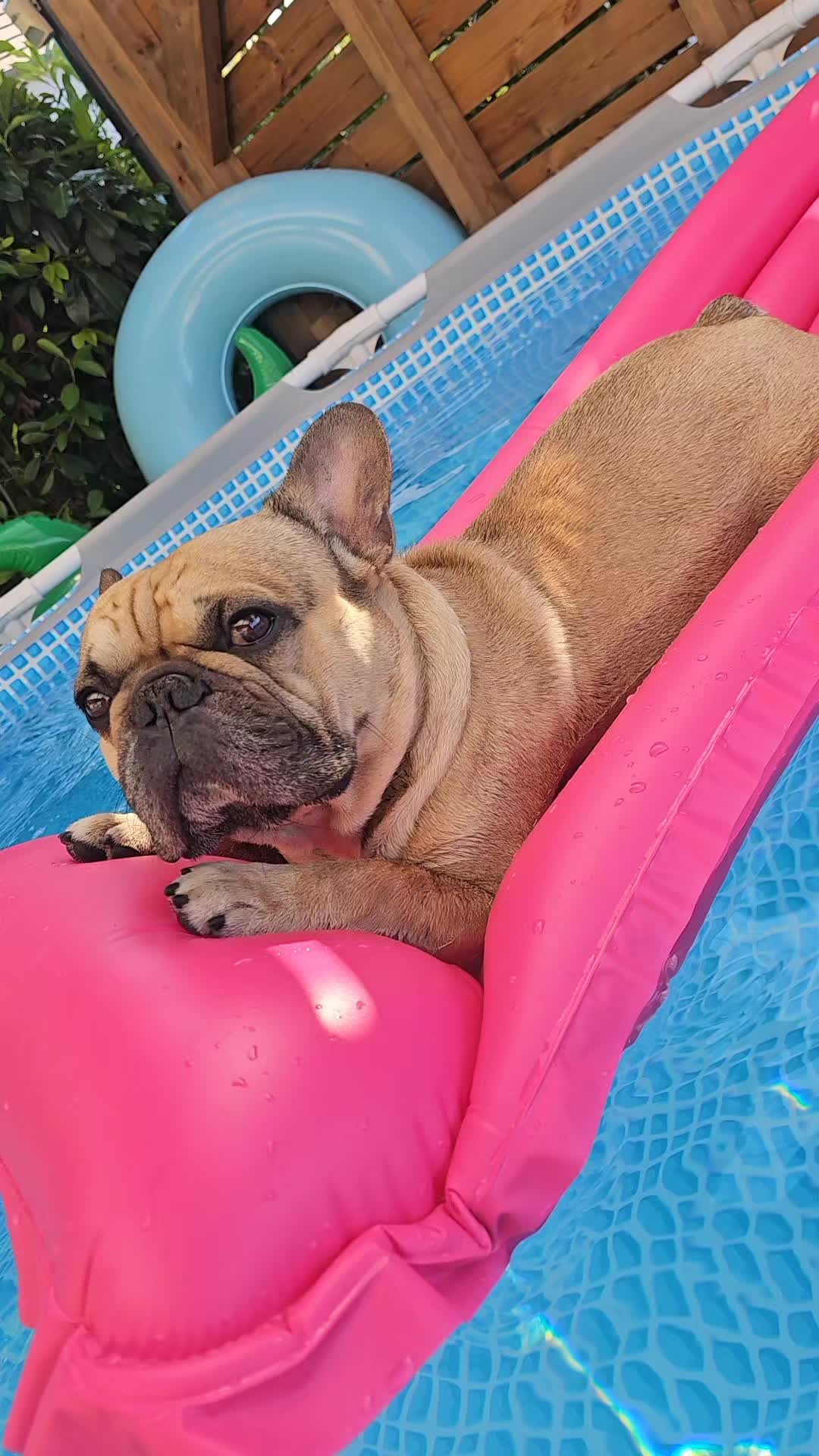 @Tyrion-the-frenchie/Cyrus23