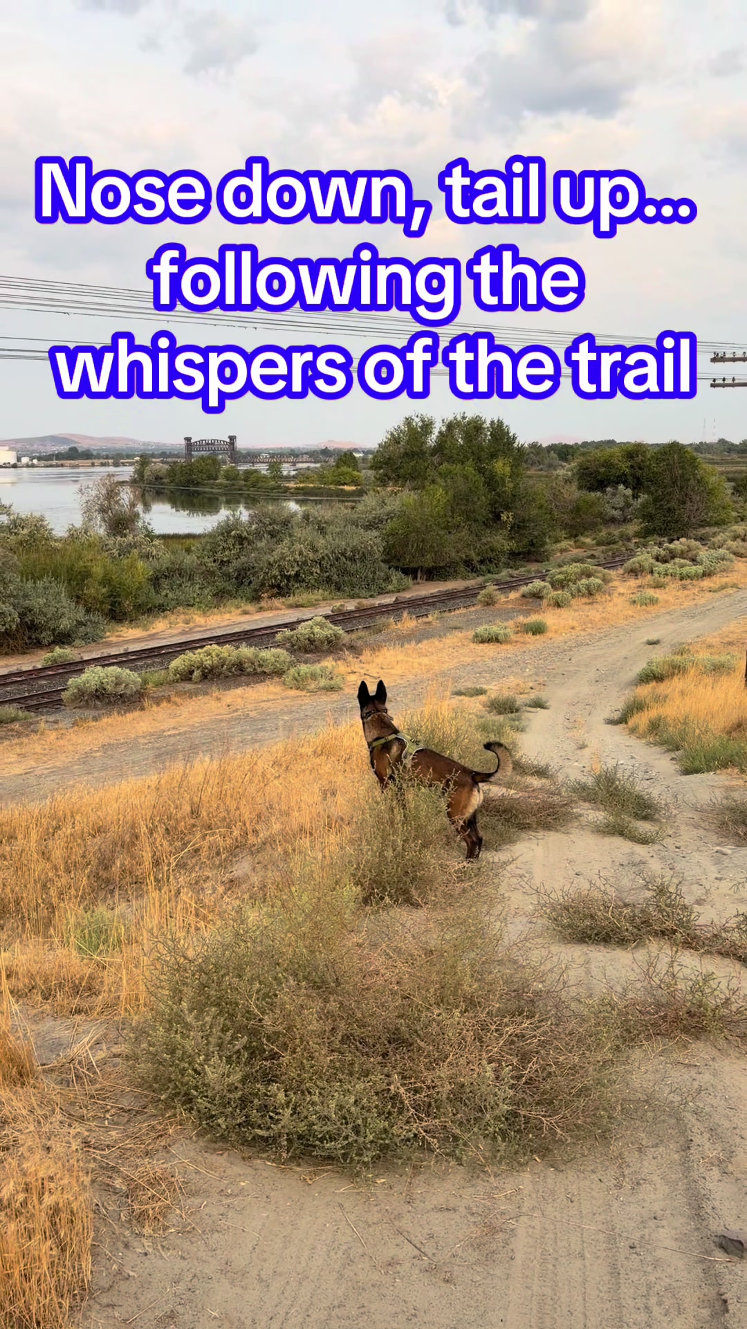@bolo_belgianmalinois