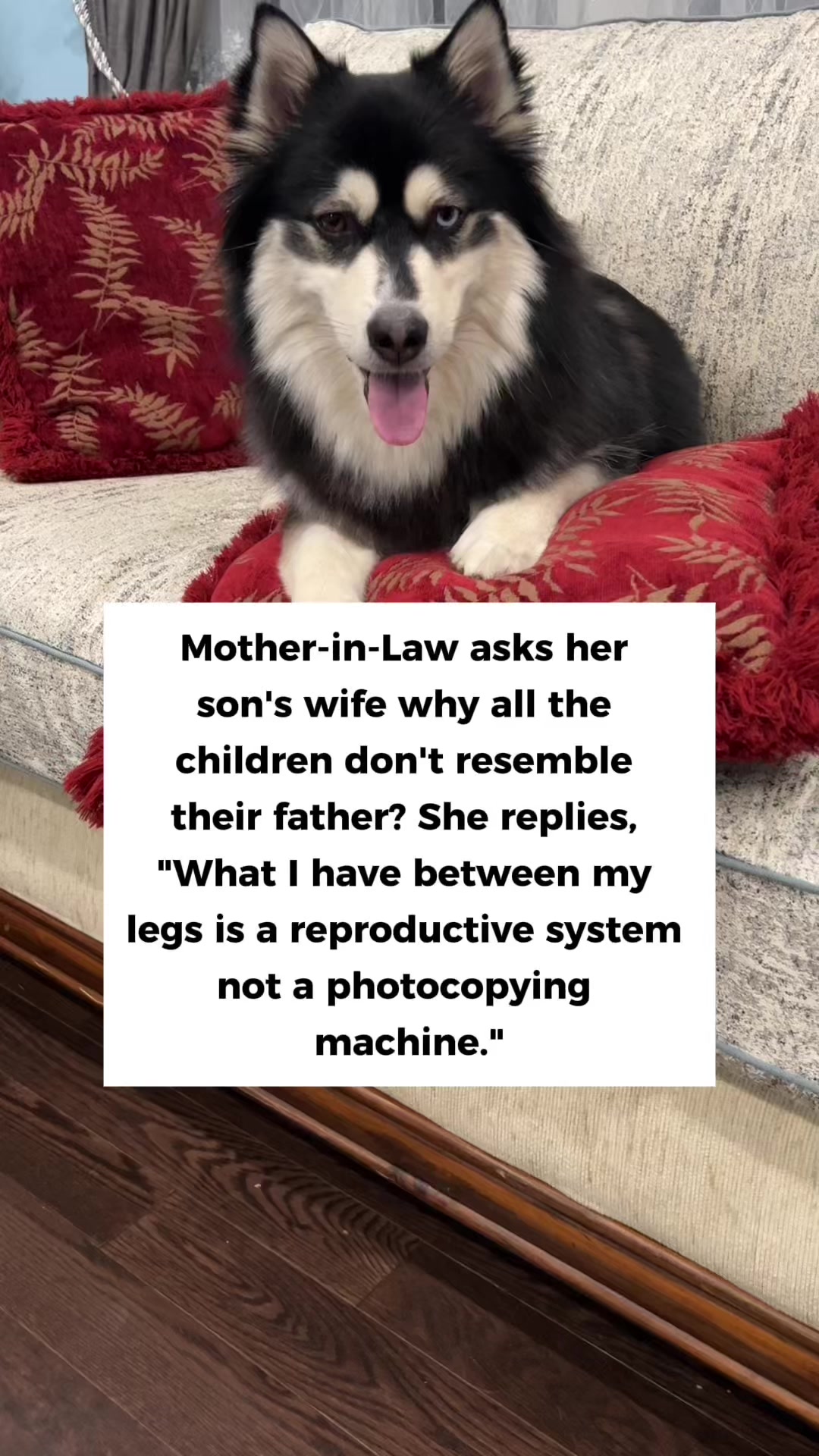 @Zeus the Pomsky🐾