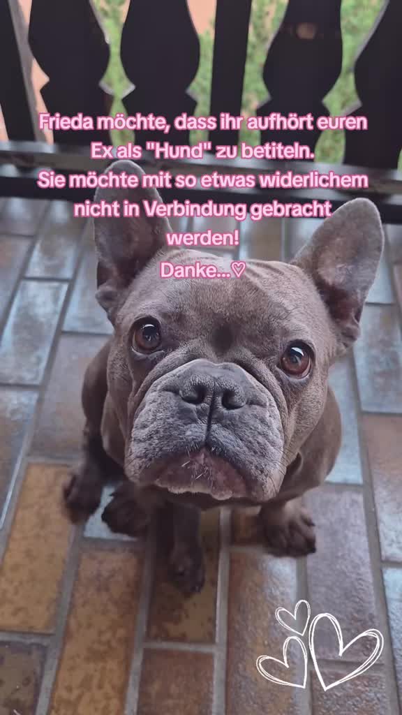 @FrenchieFrieda