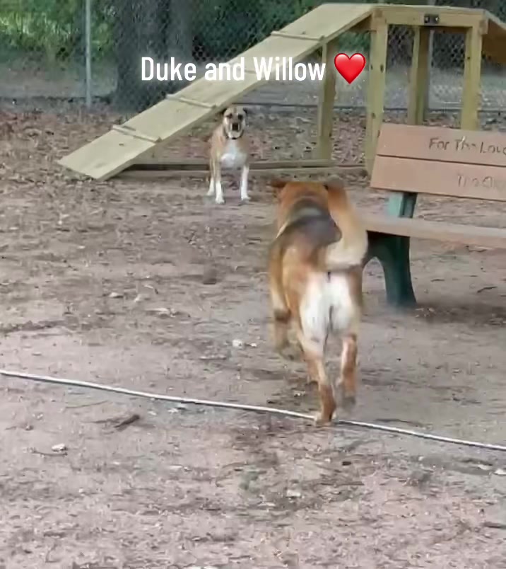 @AbandonedAnimalRescue
