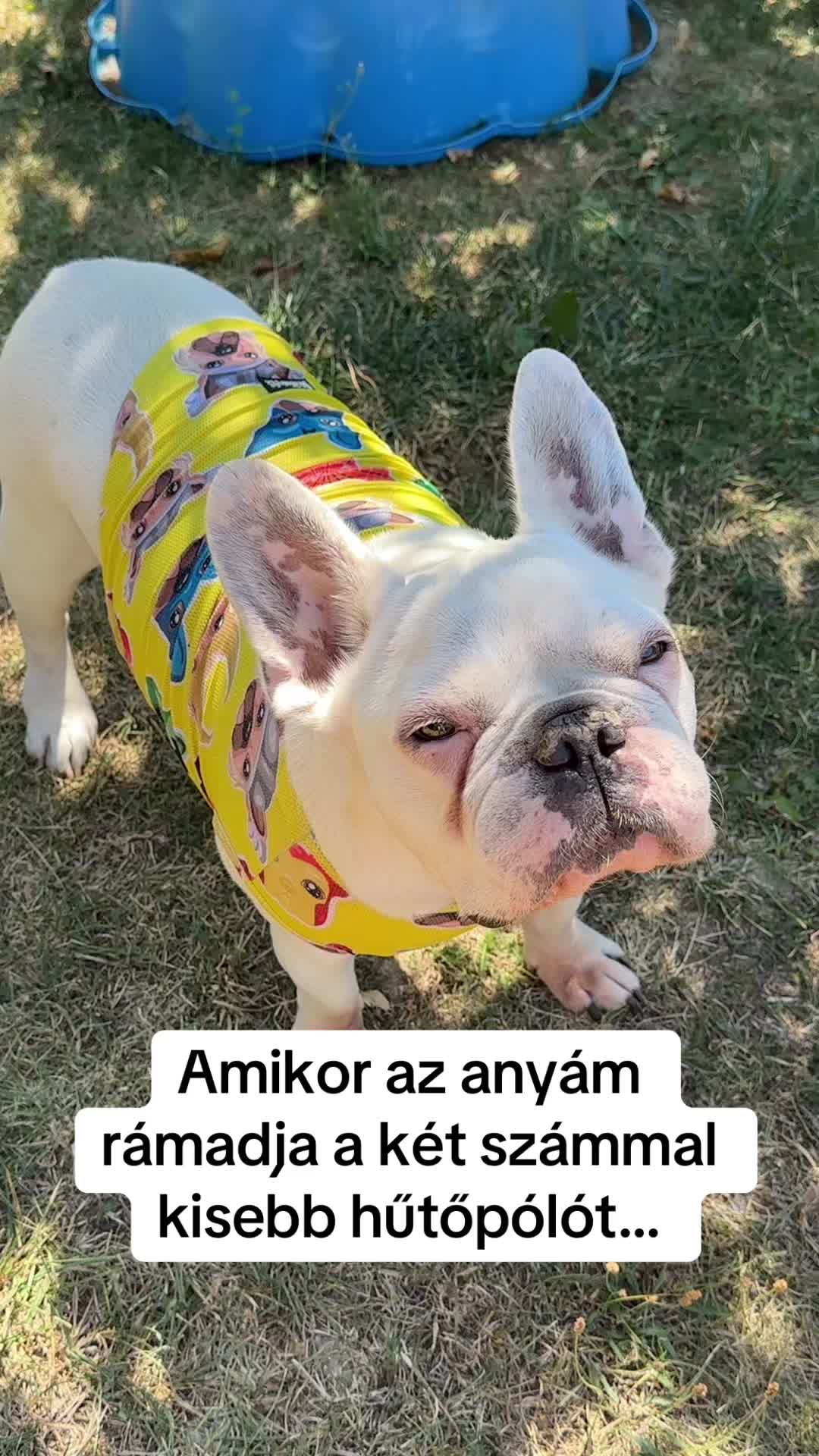 @#faszkivan